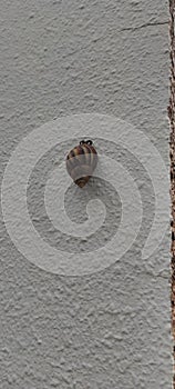 Gastropoda, Cornu aspersumÂ known by theÂ common nameÂ garden snail, island snail in the white wall, Garden snail walking